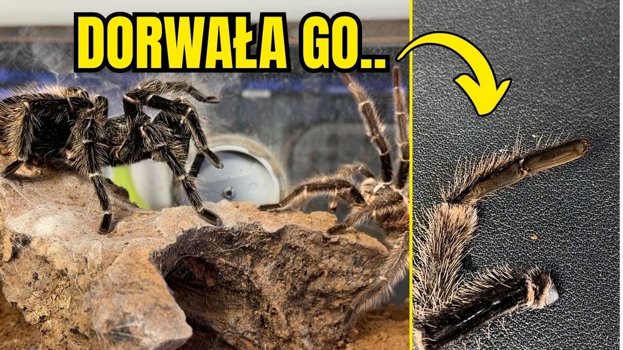 TA KOPULACJA ZAKOŃCZYŁA SIĘ DRAMATEM.. 😱 Lasiodora parahybana