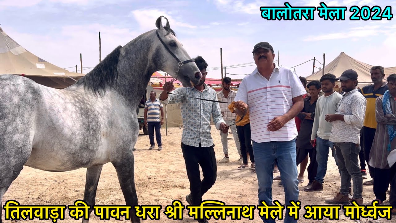 #तिलवाड़ा_मेले में पहुँचा सवालख़ का बेटा मोर्ध्वज Savalakh's son Mordhwaj reached the #Tilwara fair.