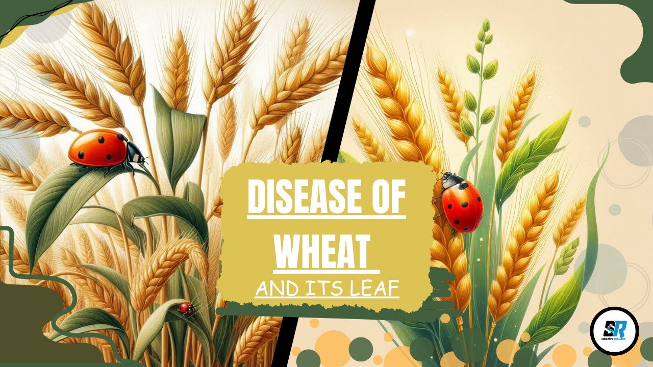 Disease of wheat and its leaf