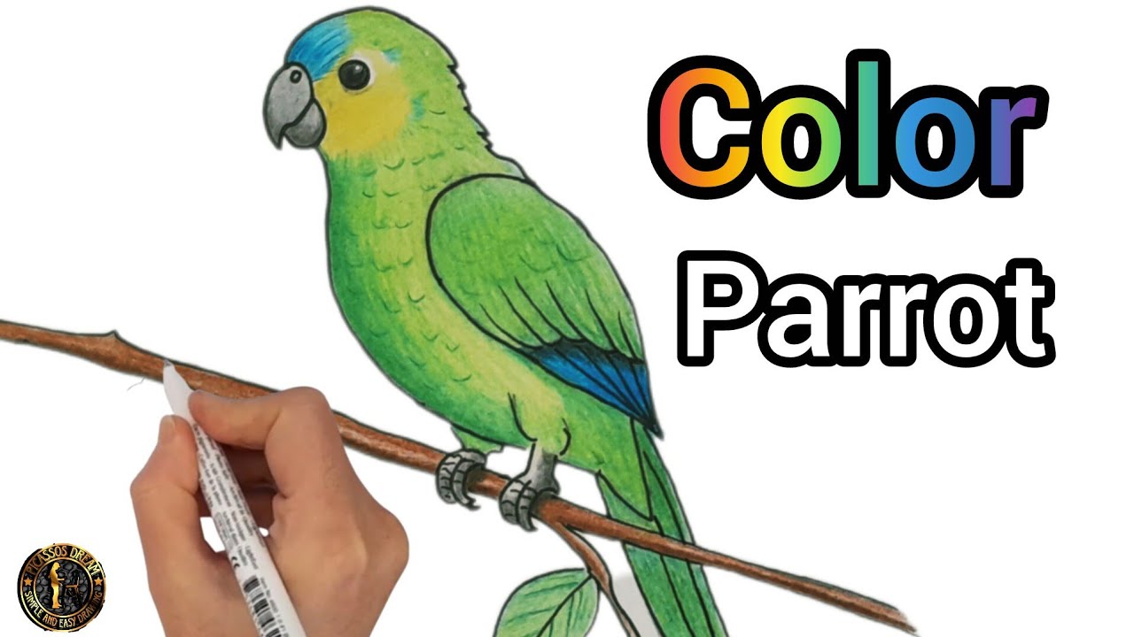 Easy parrot drawing tutorial for beginners