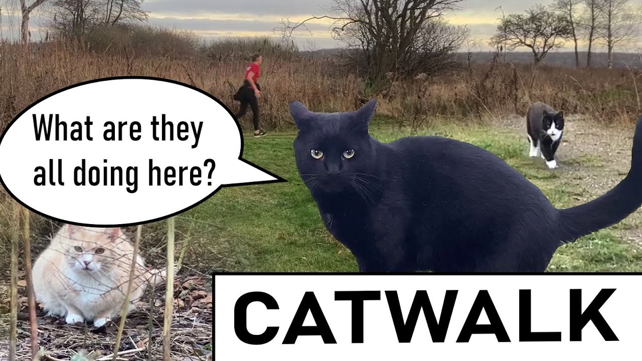 The brothers distracted by people and animals during walk
