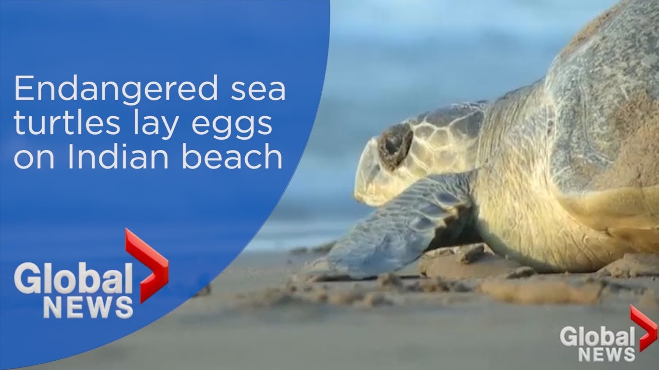 Hundreds of thousands of sea turtles lay eggs on beach in India