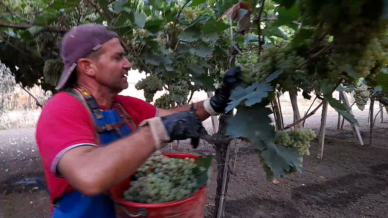 raccolta uva trebbiano d