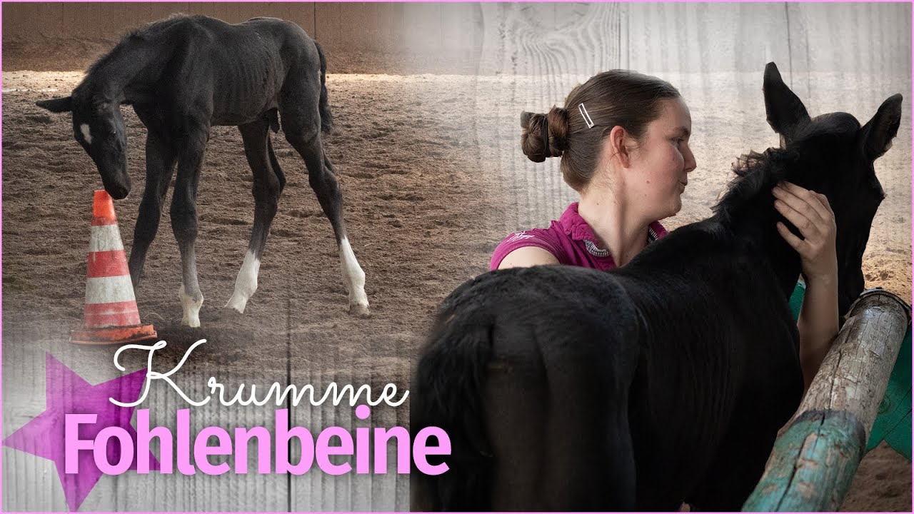 KRUMME Beine – Zotti und die FEHLSTELLUNG seiner Beine