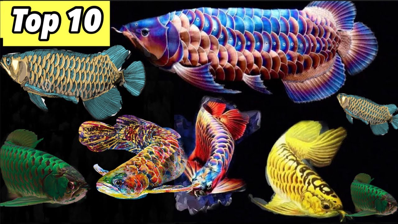 Best Colour AROWANA FISH Collection in The World ( PART 3 )