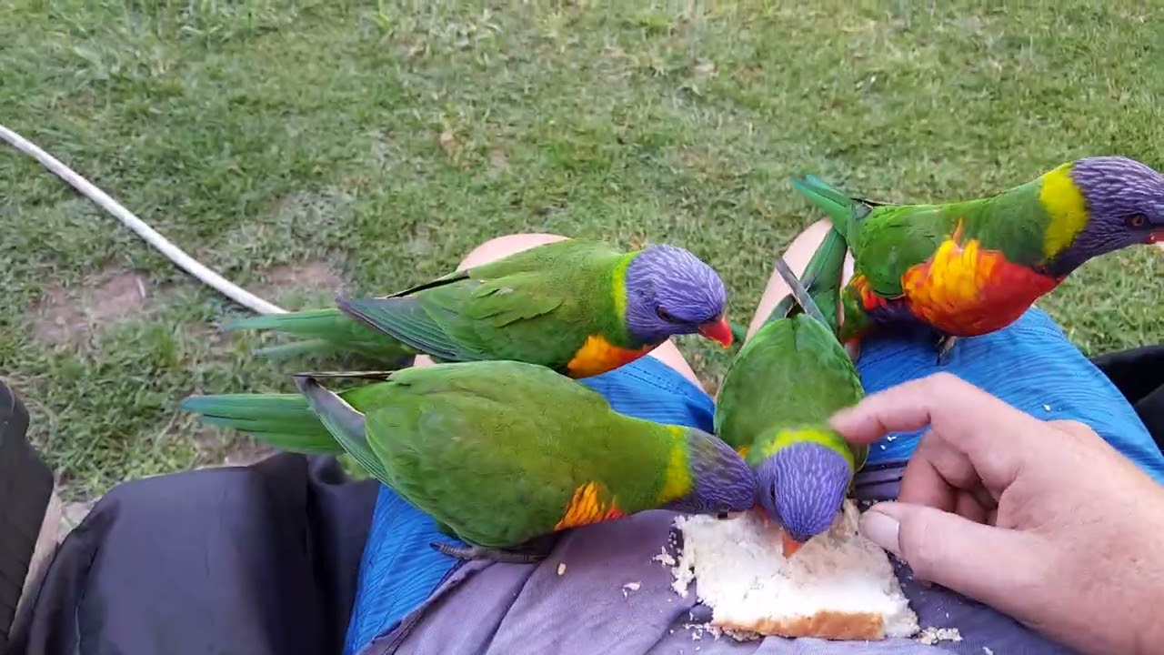 Feeding rainbow lorikeets for FullSendEm. Don't be afraid. #rainbowlorikeets #nature #phobias #fun