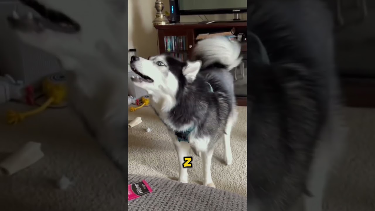 Husky To Same Kłopoty🐺🐕