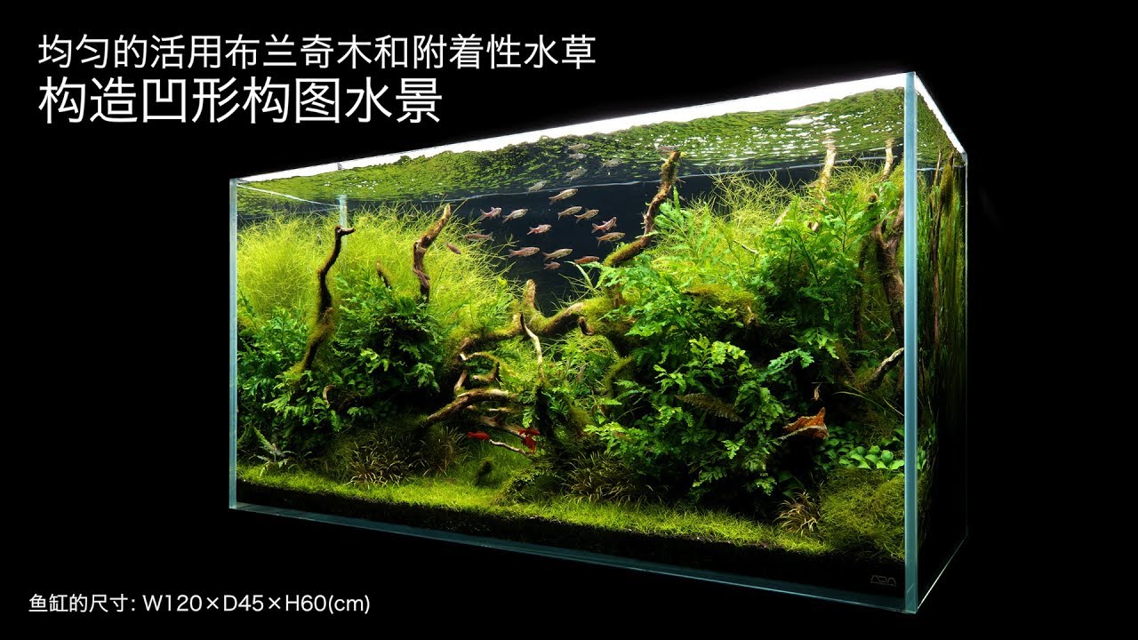 [ADAview] 120cm水草造景 沉木与附着性水草的凹型构图