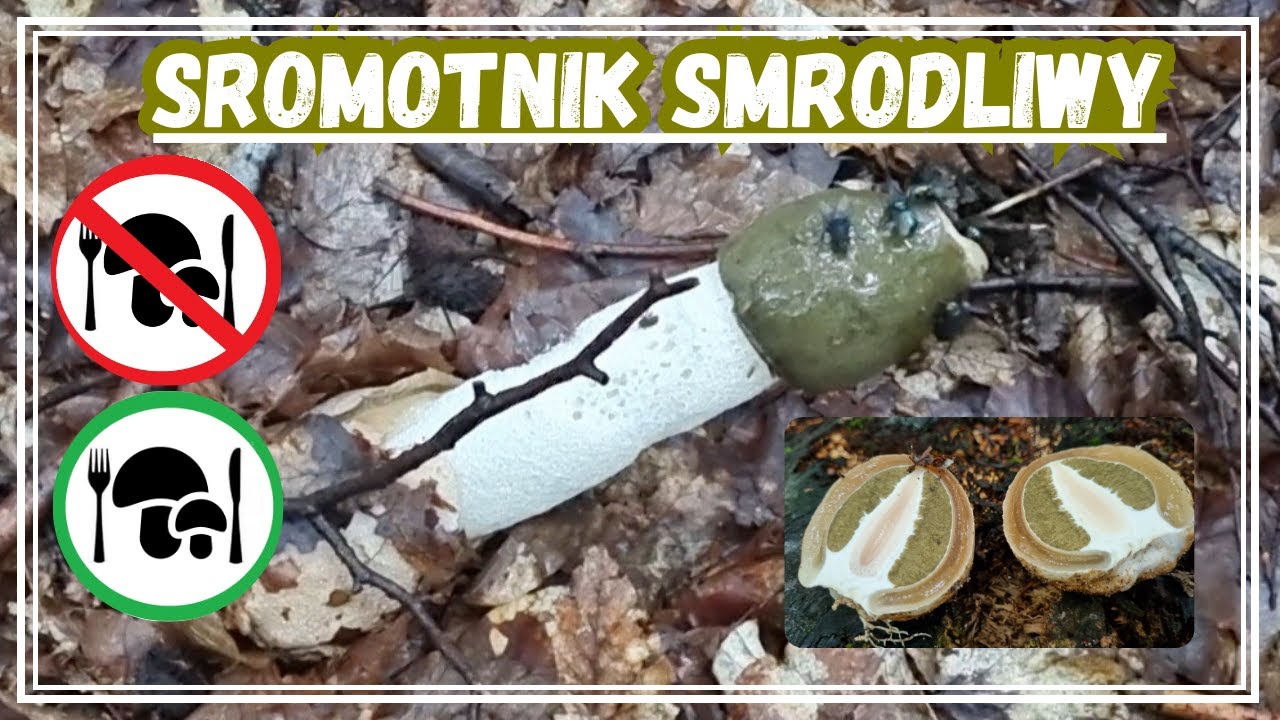 GRZYB, którego CZUĆ z odległości kilku METRÓW - Sromotnik smrodliwy - CZARCIE JAJO Phallus impudicus