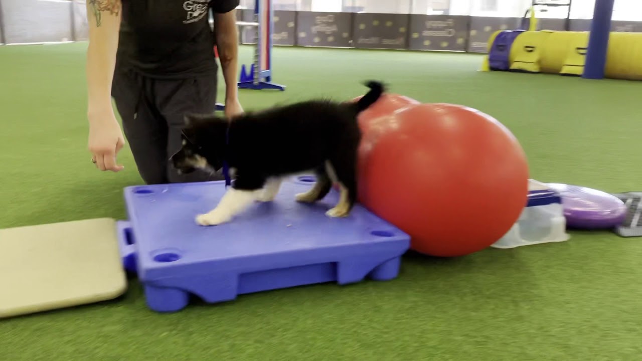 Icelandic Sheepdog Isla - first six months
