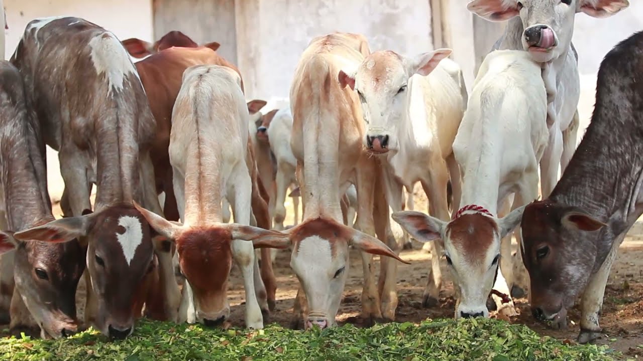 Gaushala Tour