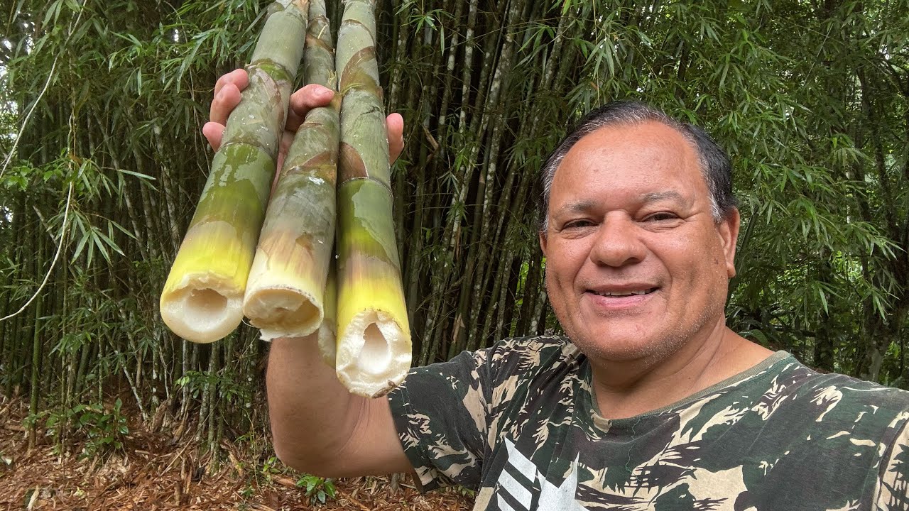 COLHENDO BROTO DE BAMBU NO SÍTIO.