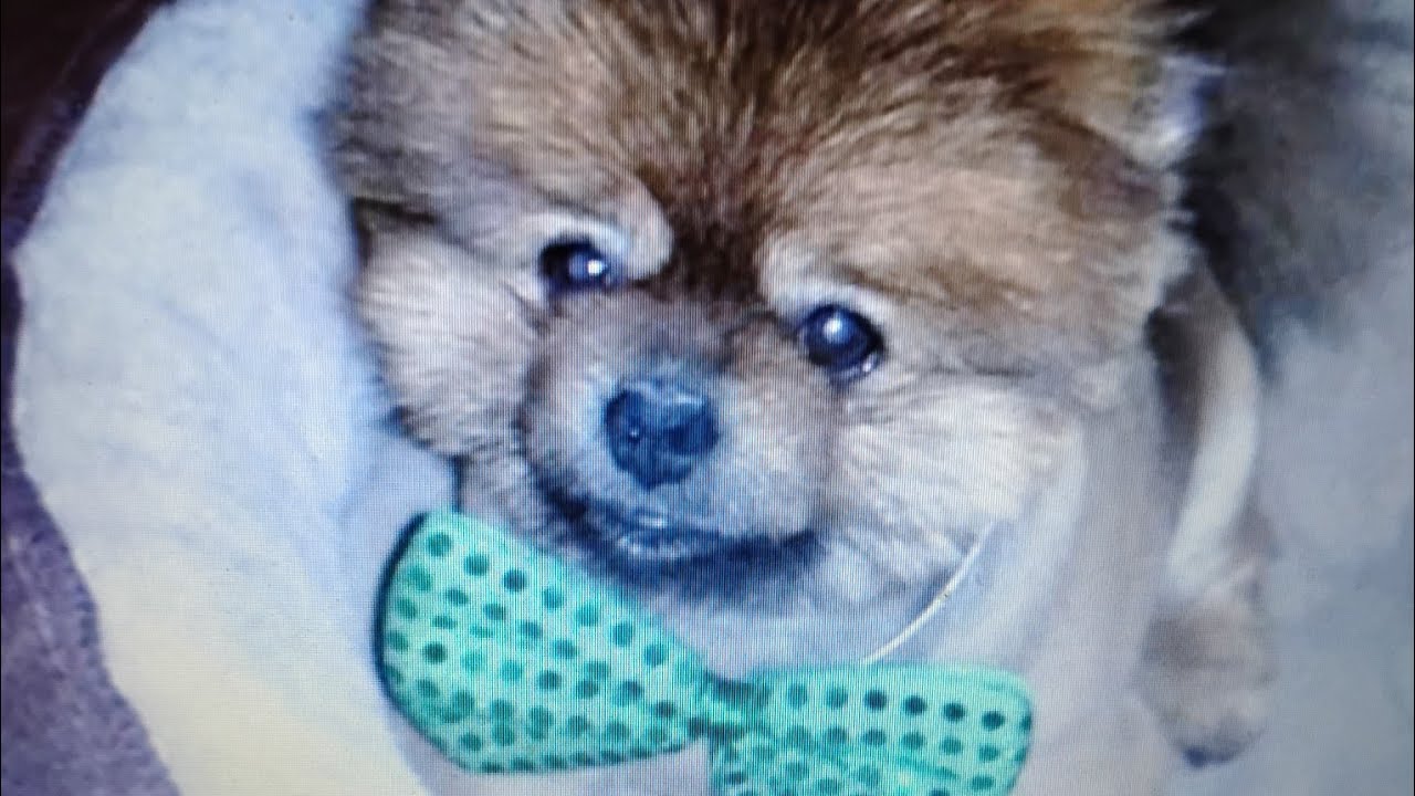 My Brody Bear. Fly With The Angels My Little Man...