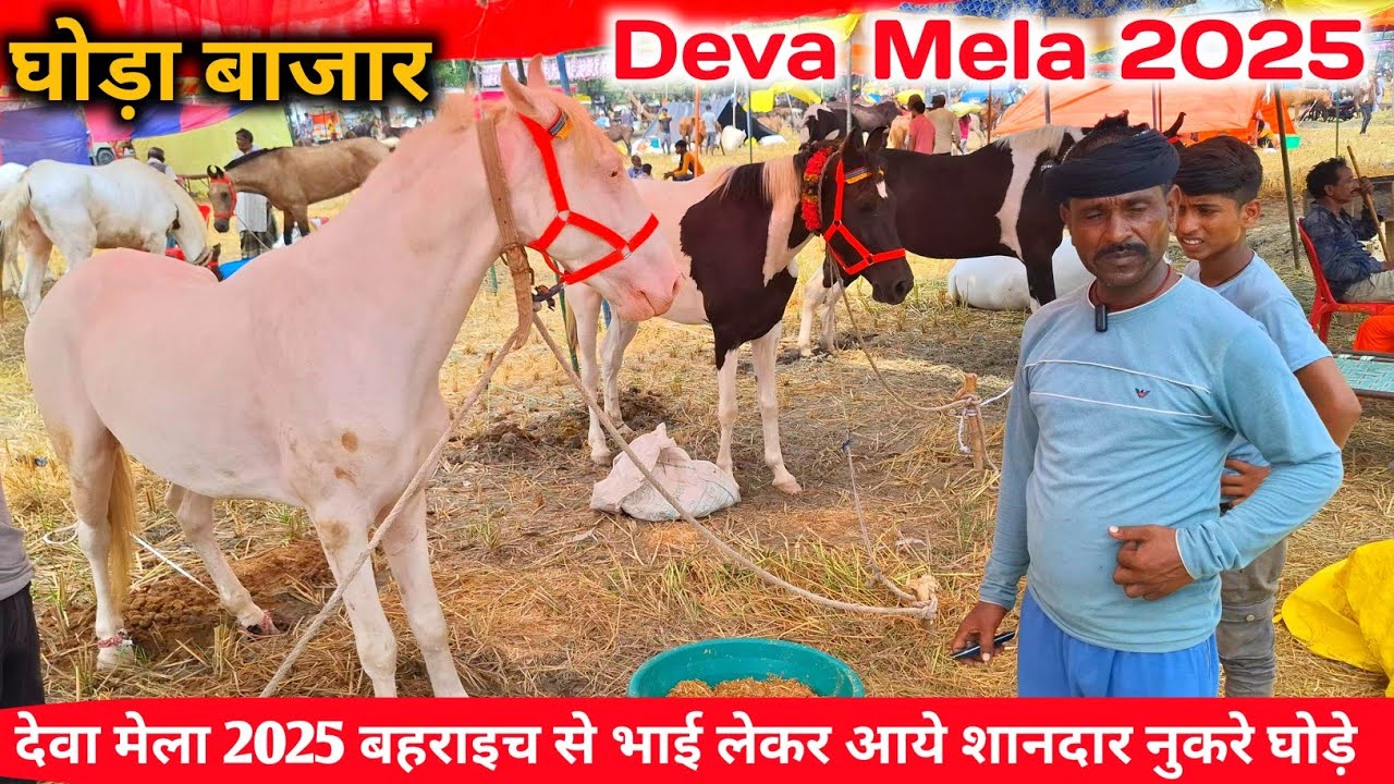 देवा मेला 2025 बहराइच से भाई लेकर आये शानदार नुकरे घोड़े  🎉💯 |Dewa Mela Horse market| Deva Mela 2025