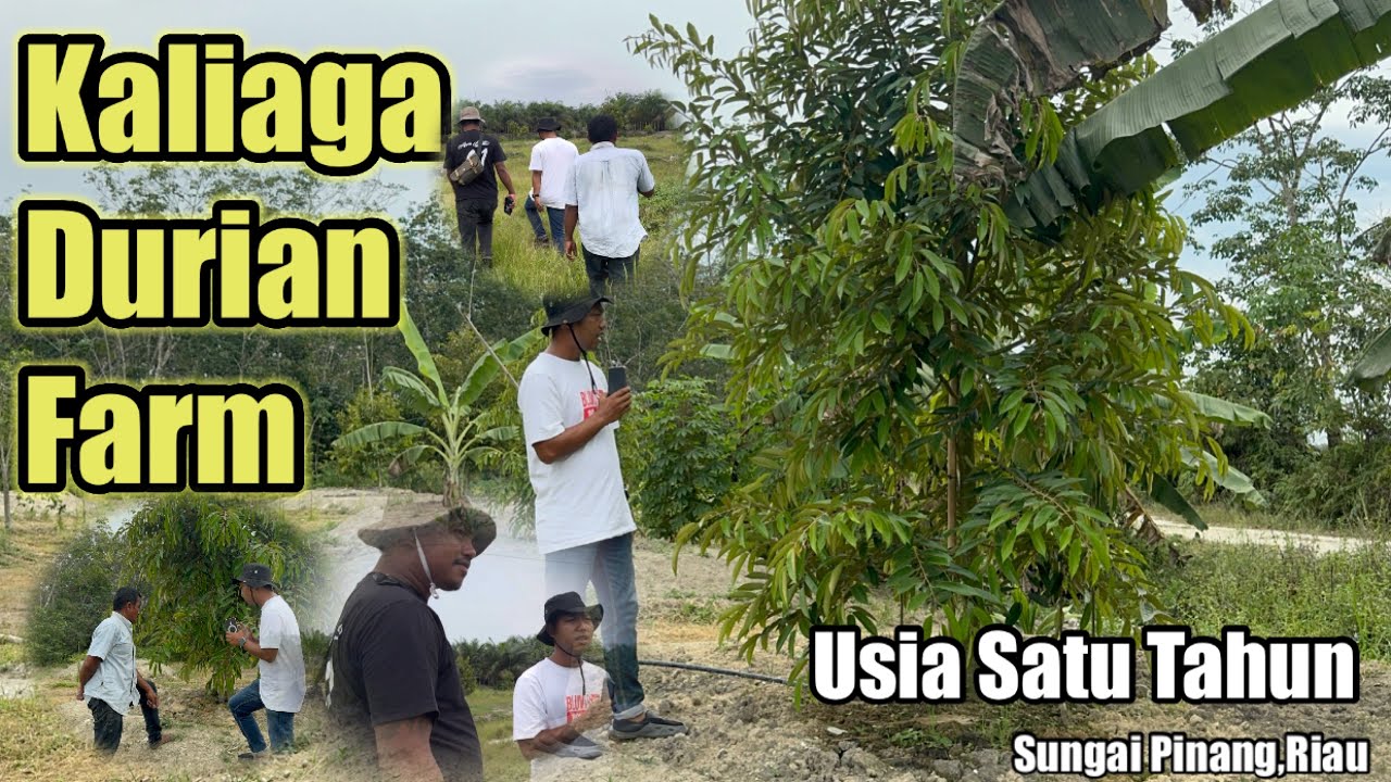 Kaliaga Durian Farm||Kebun Durian Ditanah Putih Riau||Tumbuh Subur Usia Satu Tahun