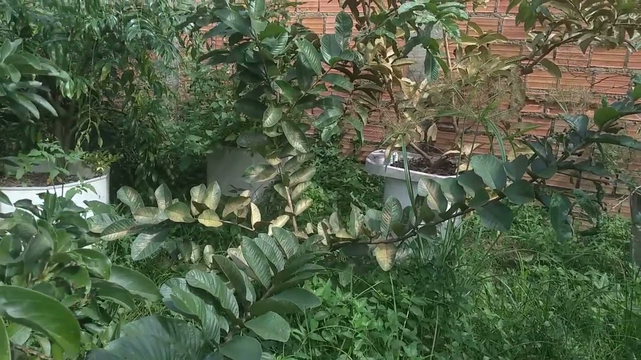 Diferen&ccedil;a entre GOIABA Paluma e GOIABA Tailandesa Gigante, qual a melhor????🤔🤔🤔