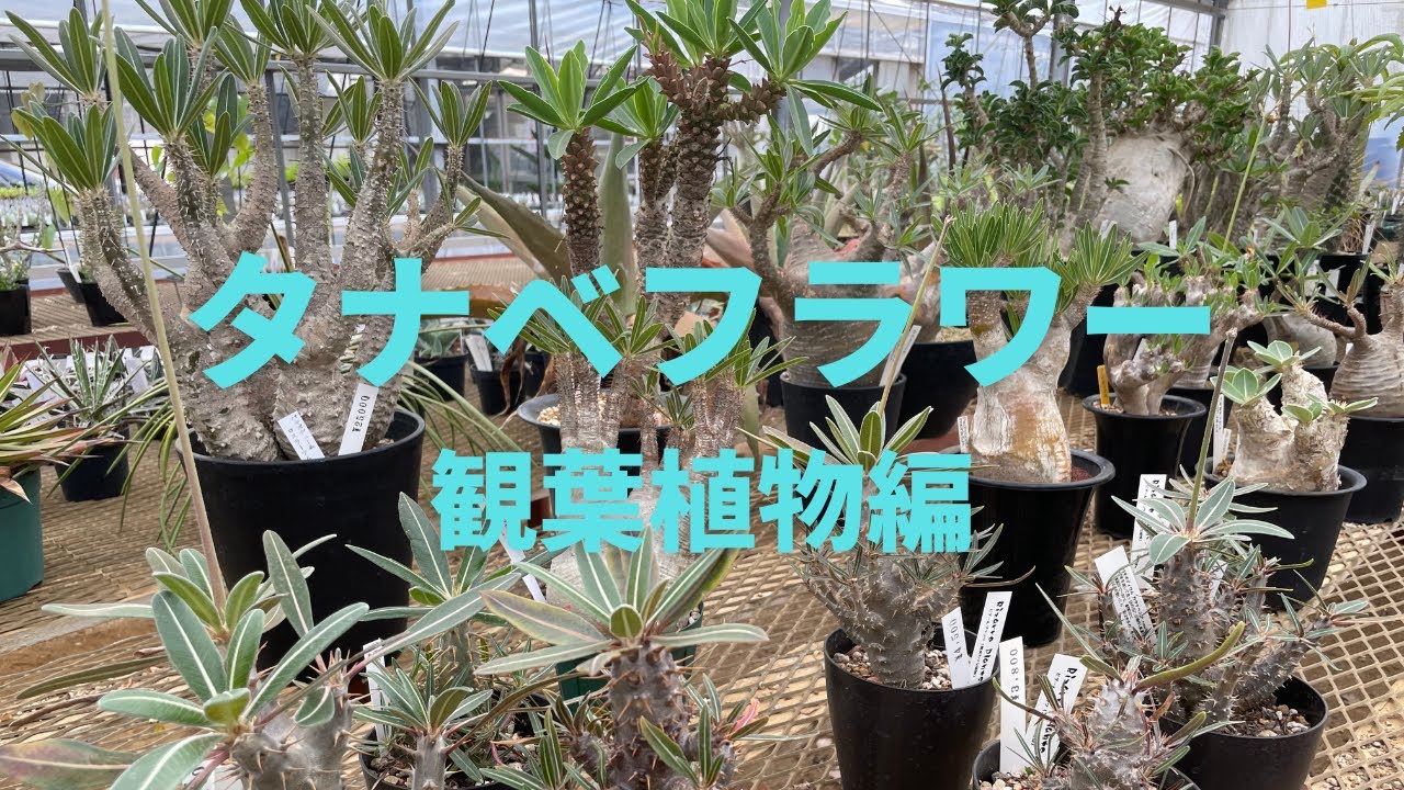 【神奈川県川崎】絶妙な価格設定に思わず買いたくなる、サボテン/アガベ/パキポディウムたちが並ぶ第3のハウス｜タナベフラワー 1.2