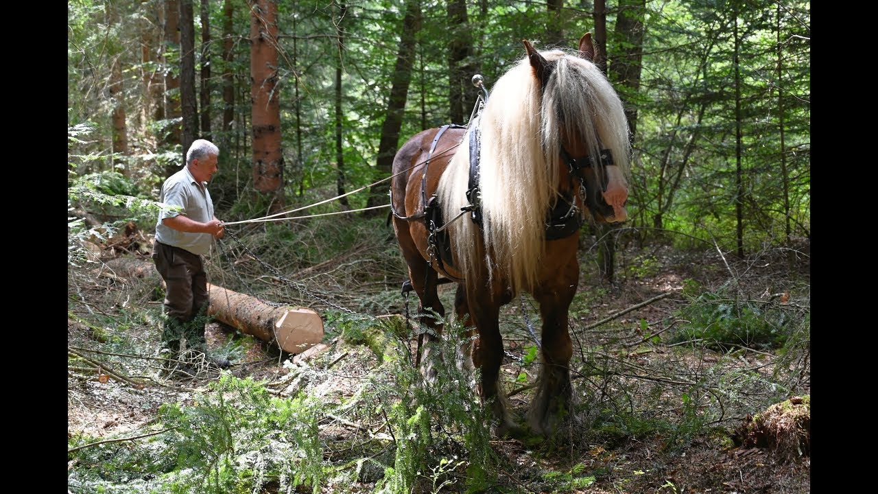 Démonstration de débardage de bois avec un cheval (4K) - Livradois - Auvergne - France
