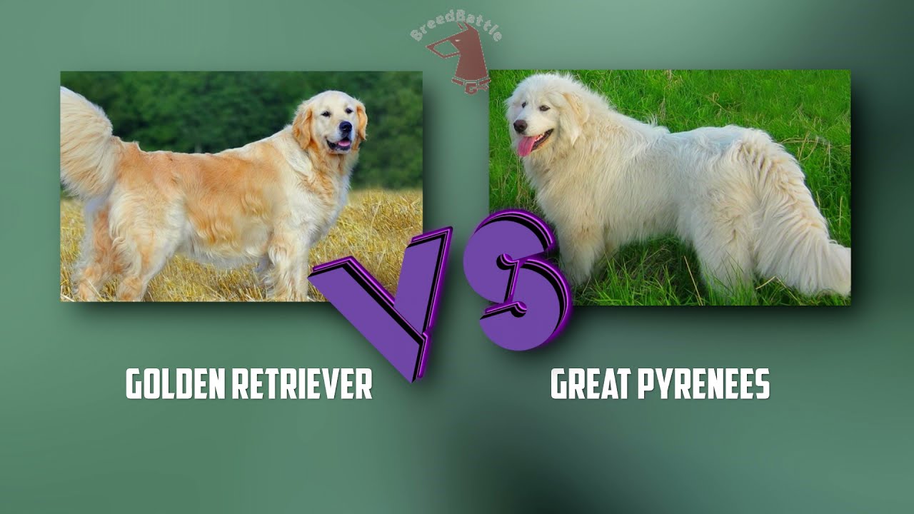 Great Pyrenees VS Golden Retriever - Comparison - Golden Retriever and Great Pyrenees Differences