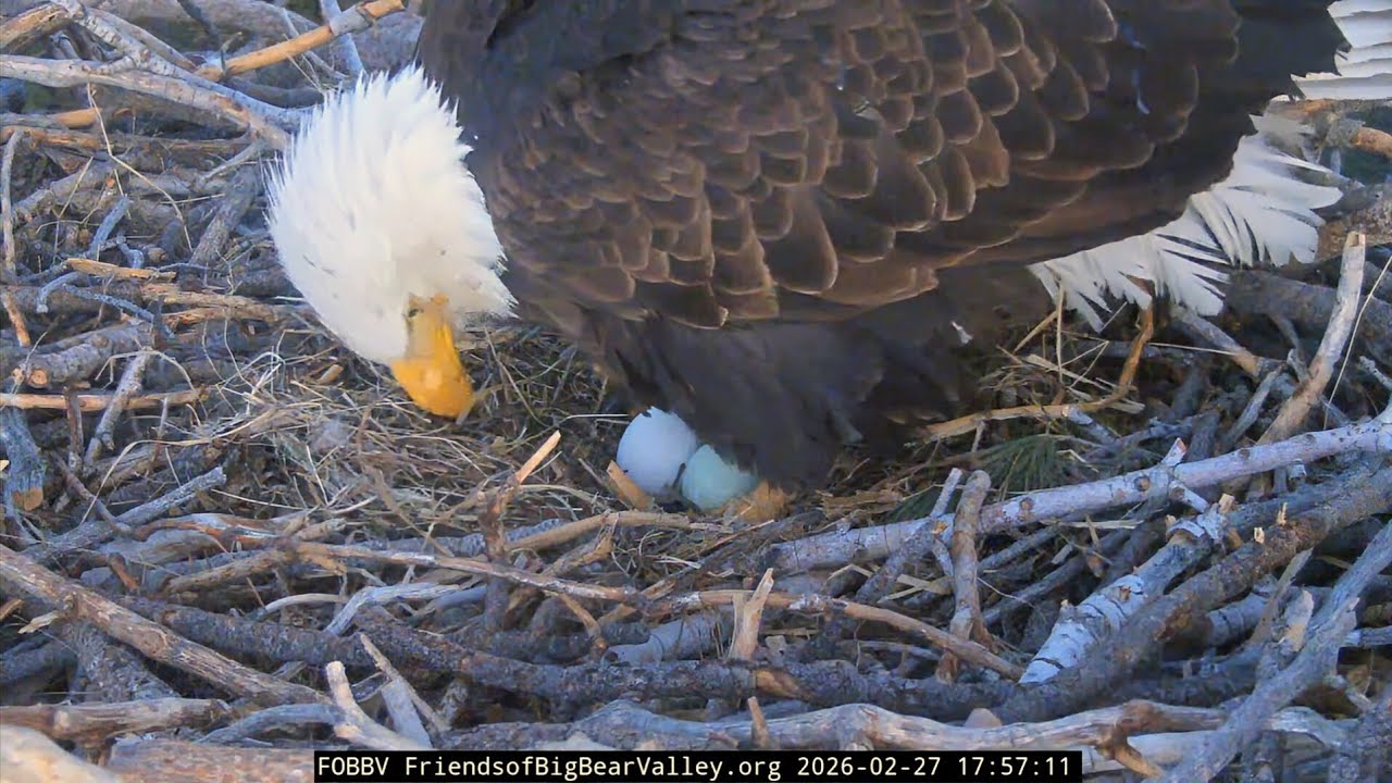 Big Bear Bald Eagles 2026.2.27 🥳Jackie laid the second egg of her 2nd clutch!