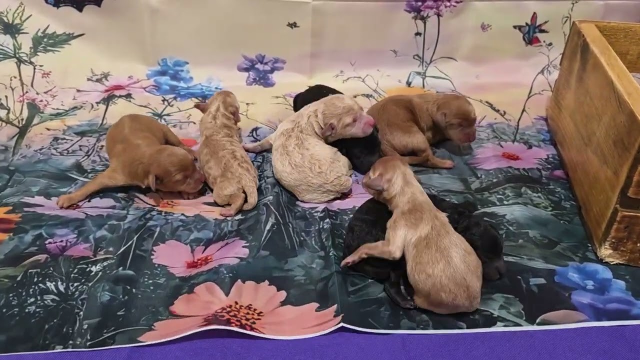 Seven Mini Labradoodles Born Jan 19th Reafy March 16th 5 Girls 2 Boys taking Deposits 904-838-9628 