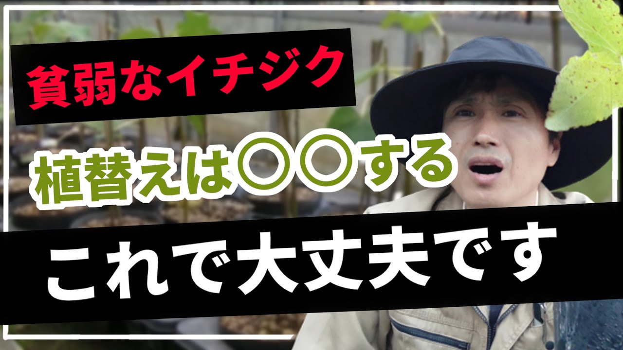 【イチジク】貧弱な極細苗が届いたら、私なら〇〇します。