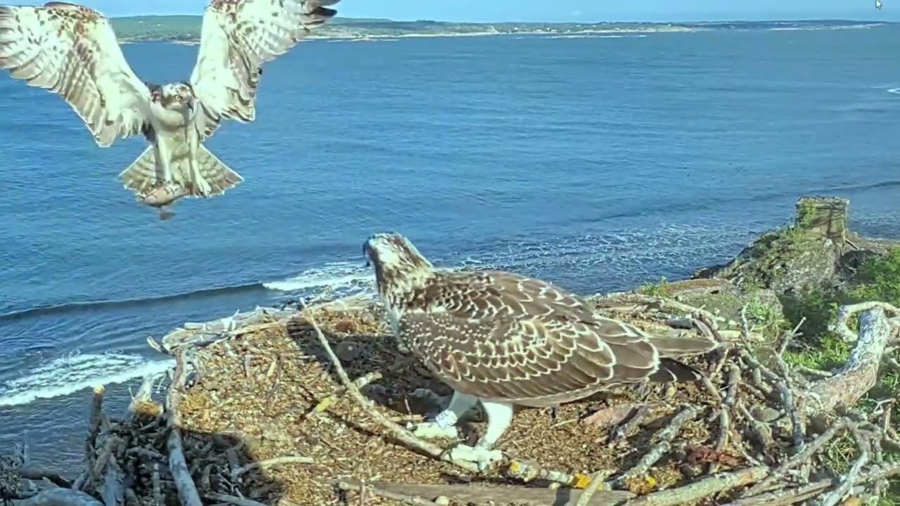 Eagle Bird Bring Food to their babies to feed thier Nest #eagle