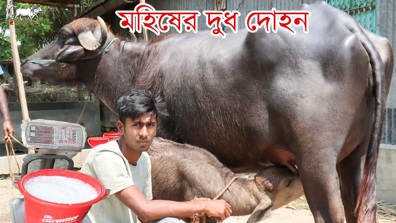 সরাসরি মুররা জাতের মহিষের সকালের ১ টানের দুধ দোহন ও ডিজিটাল পাল্লায় মাপা সহ ভিডিও। সিজান ডেইরী ফার্ম