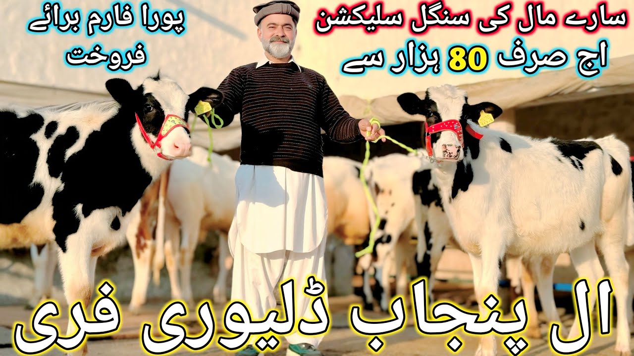 NOMI BACHRI FARM | All Punjab Delivery FREE | HF DUTCH AUSTRALIAN HEIFERS AND BREADERS