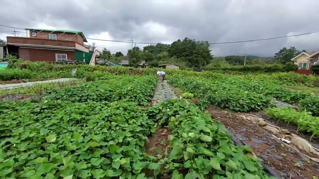 언양 평리 마을 자연 기록 일지~271('비 온 후 배추 모종 식제', 점심 후, 비  ㆍ태풍, 23/29, 집 앞 공동 텃밭('20. 9. 7.), '26. 2. 7.) 