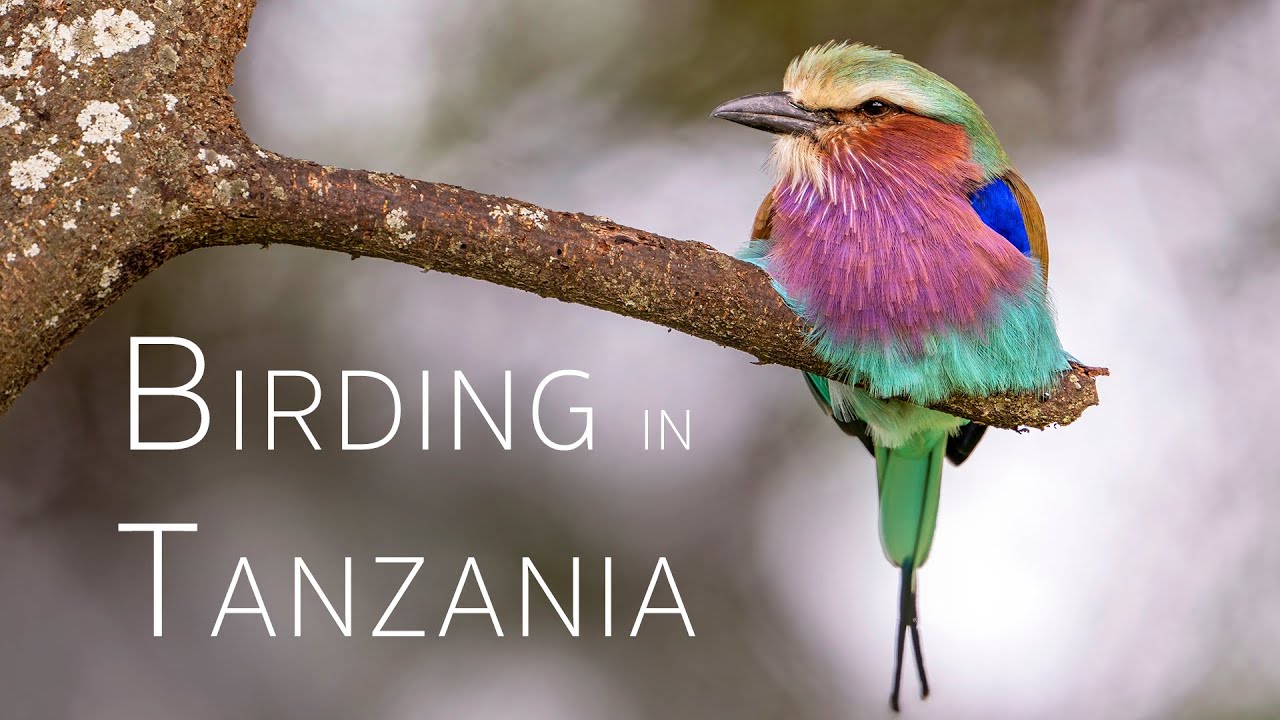 Tanzania Birding Adventure: Savanna Encounters in Tarangire NP | 3/5