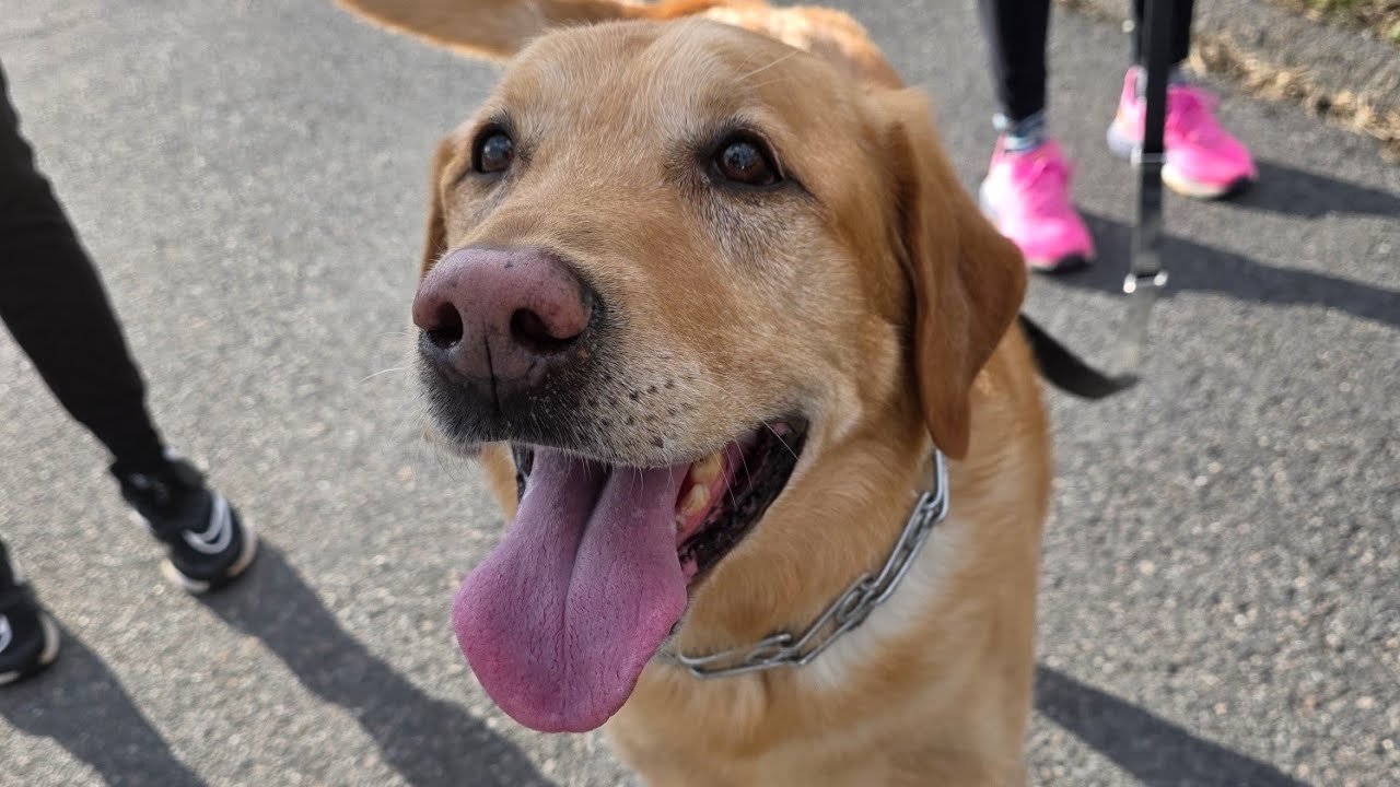 Scout The Lab Was Out On His Walk & Loves His Tricks But No Ball 