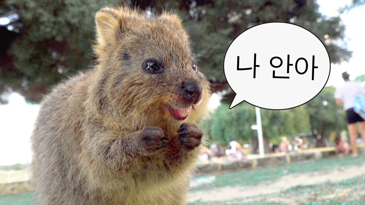 쿼카 : 나 안아 벌금 그거 내면 되잖아