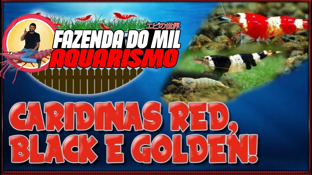 CARIDINA RED, BLACK E GOLDEN
