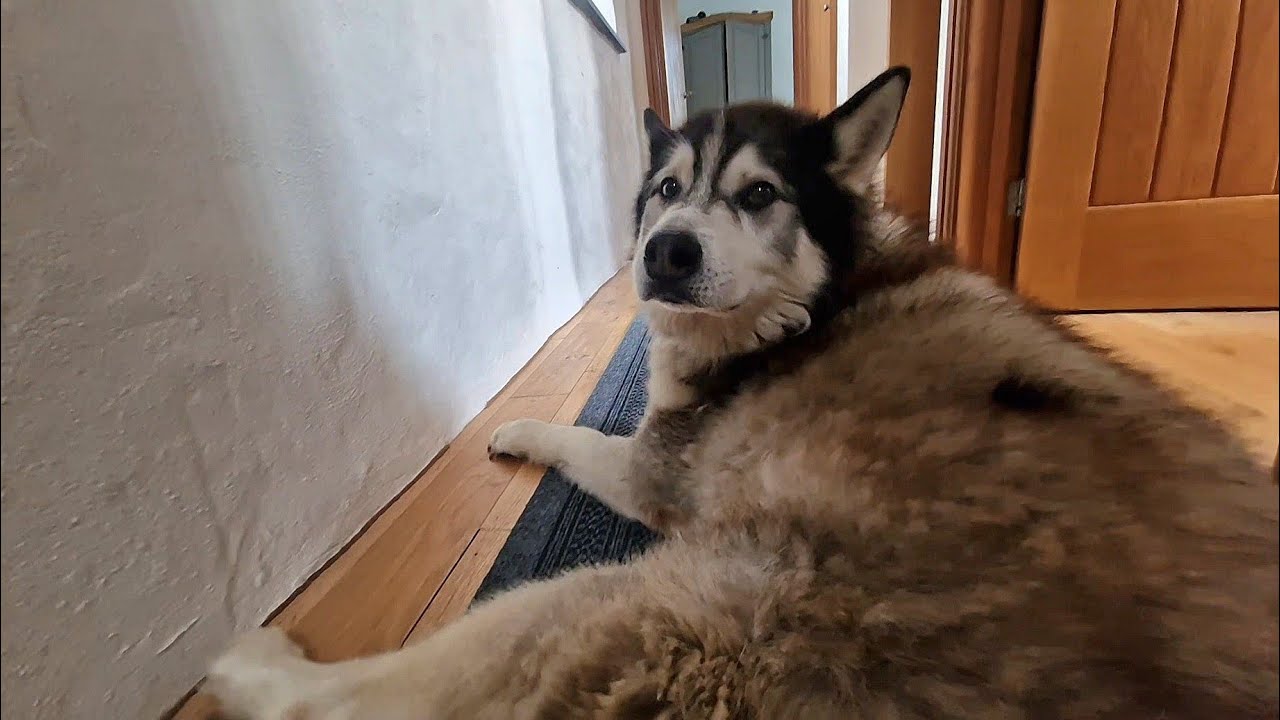 Husky Loves His New Home And Doesn't Want To Leave