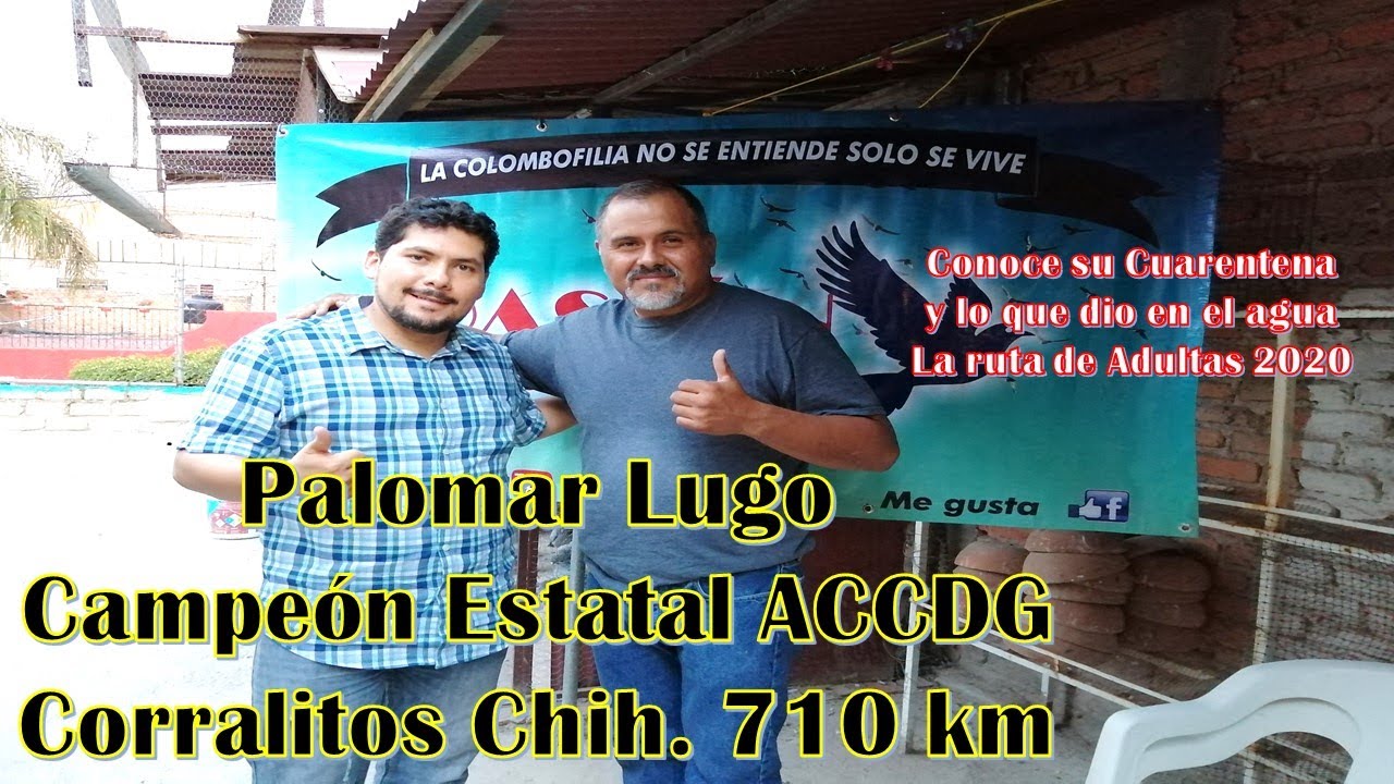 La Cuarentena para la Salud de las Palomas por Palomar Lugo