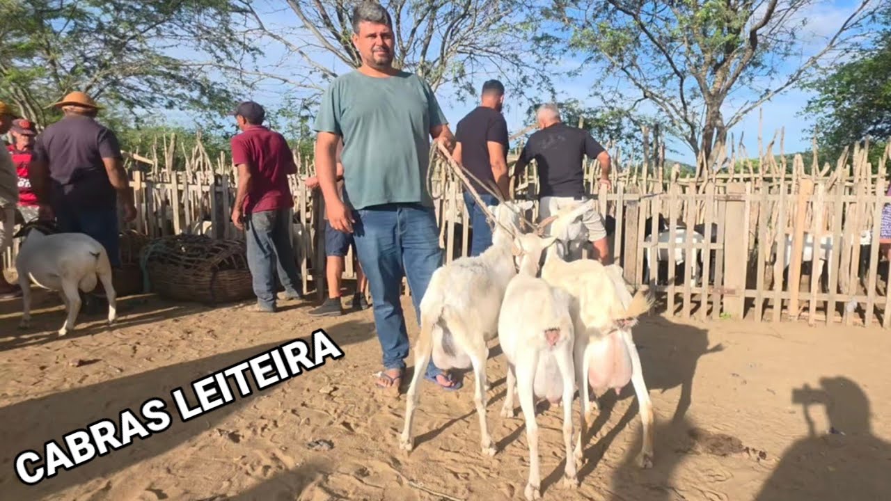 FEIRA DE ANIMAIS DA VILA JERIMUM T.N-PE A MELHOR DA REGIÃO 22/02/2026 