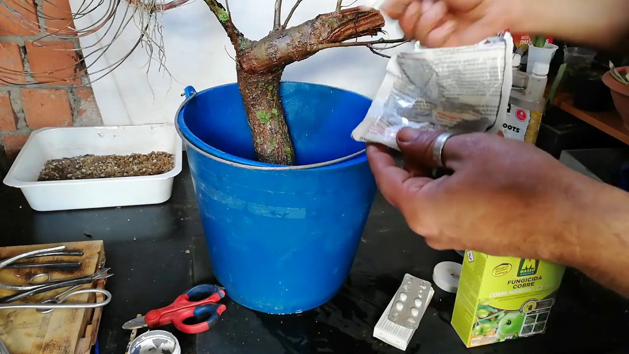 Sacando árbol de estaca de Olmo Minor