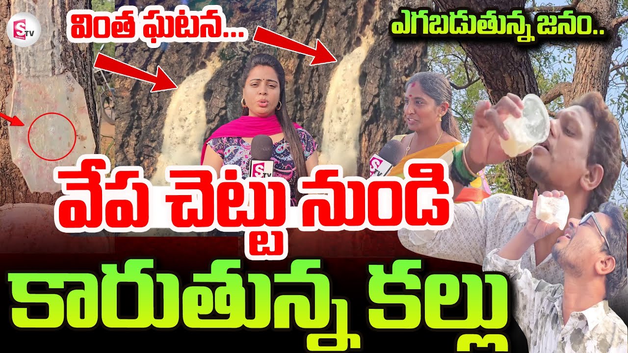 కాకినాడలో వేపచెట్టు నుండి కారుతున్న కల్లు | Toddy Water From Neem Tree || Viral Video In kakinada
