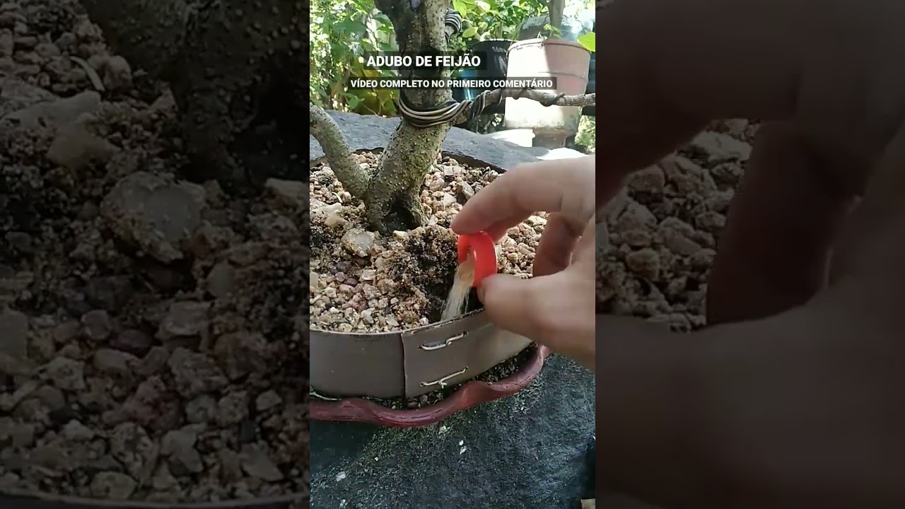 BONSAI DE ACEROLA, ADUBANDO COM ADUBO MUITO BARATO!