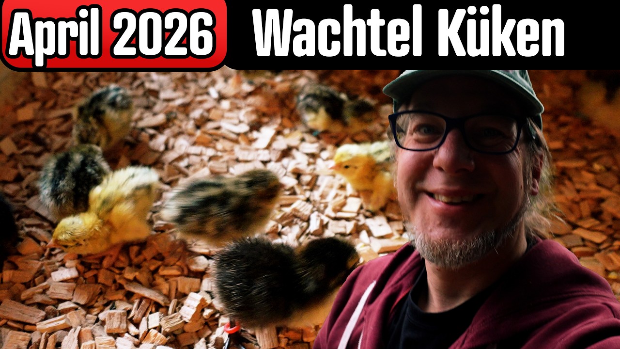 Ostern 2026 Wachtel K&uuml;ken Rundgang bei Dr. Bene