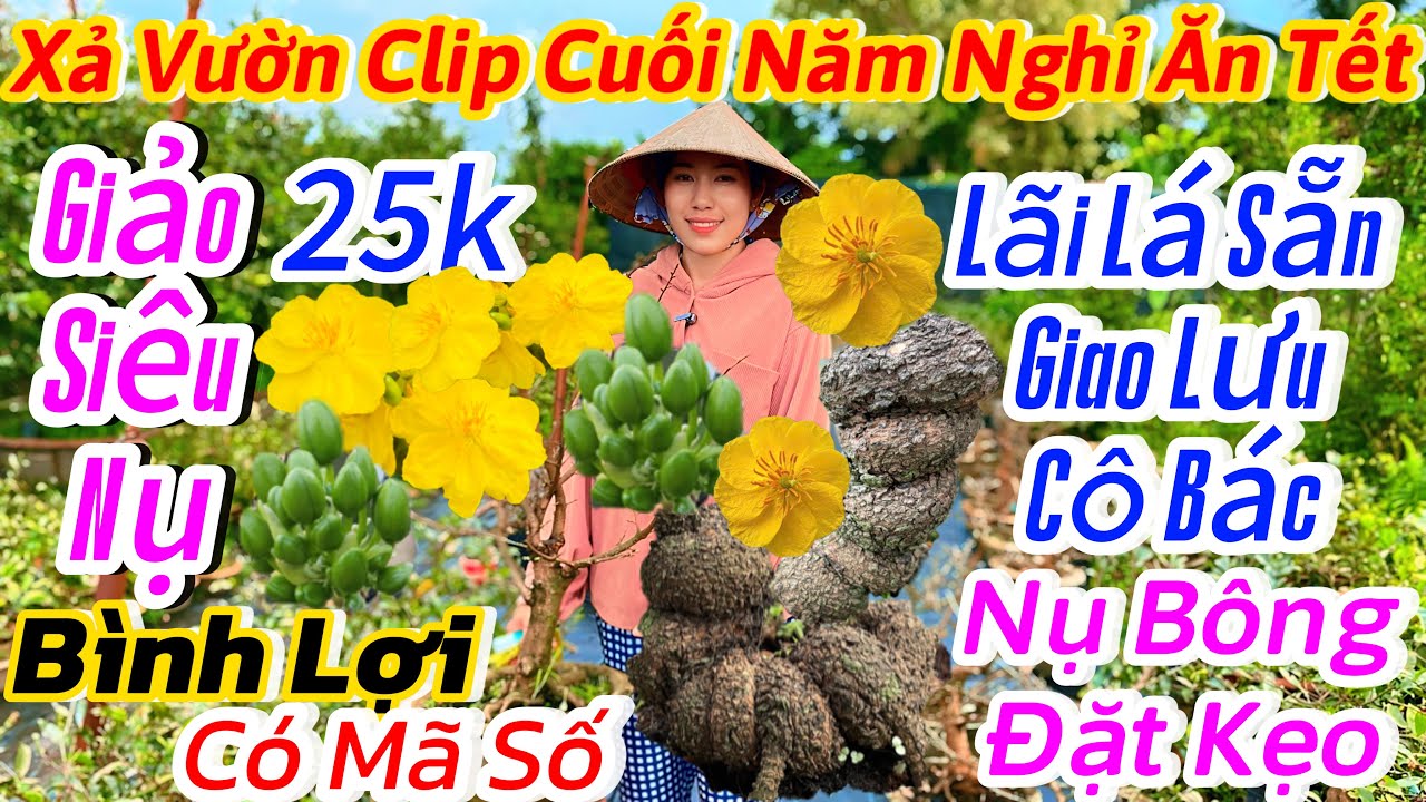 30/01☎️0907160042☎️🌴mai vàng chơi Tết🌴xả 25k-giảo siêu nụ-siêu bông bình lợi-mã số cuối clip 