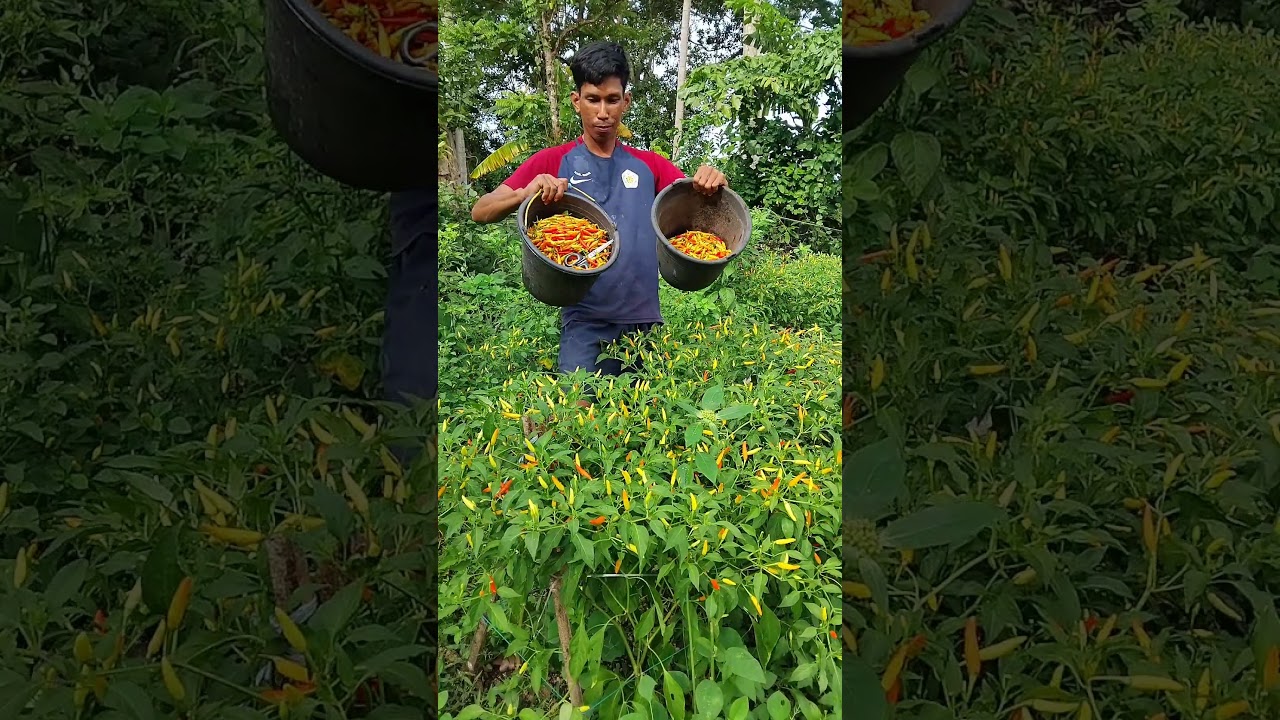 Harvesting Chili Garden Goes To The Market Sell #short #gardening #happy