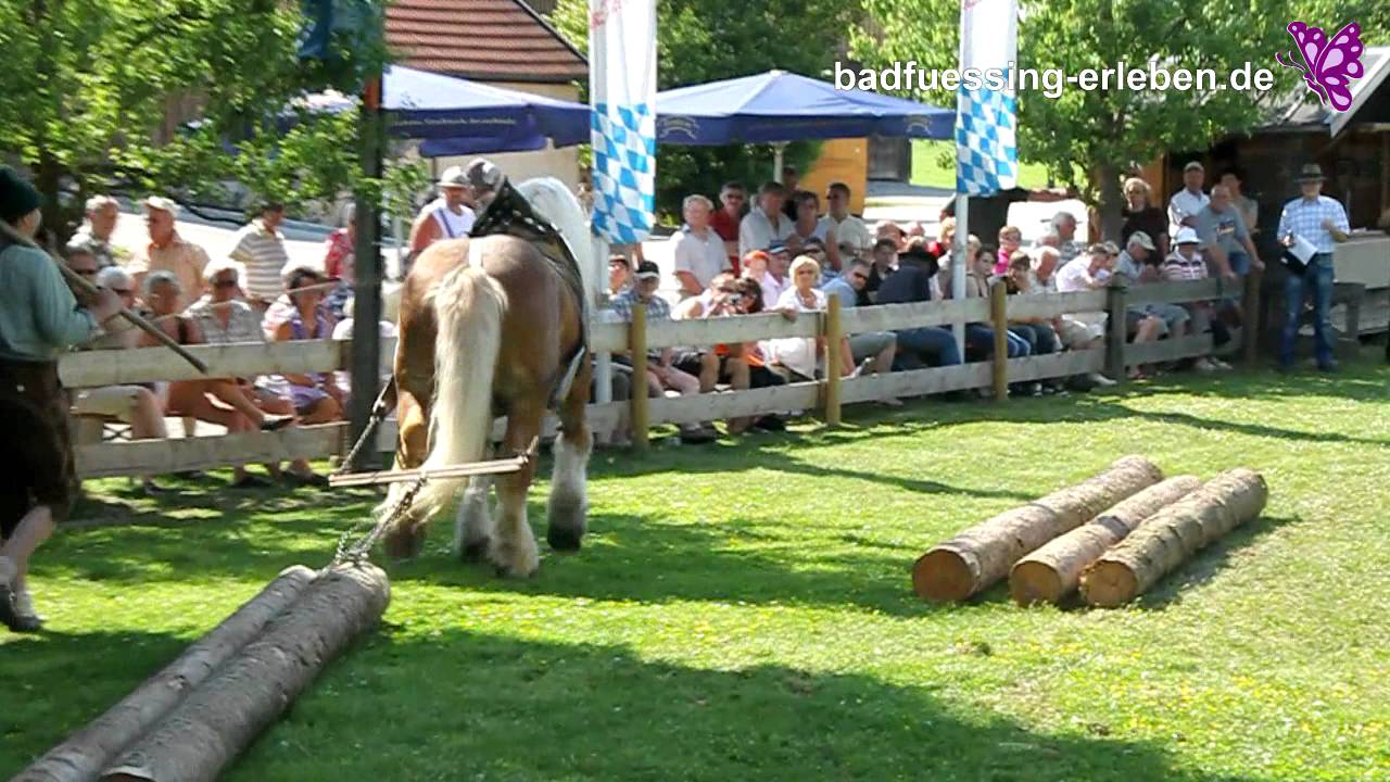Bad Füssing erleben: Kaltblut-Tag am Haslinger Hof in Kirchham