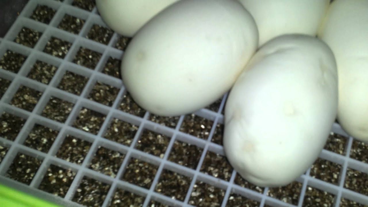 Update on my ball python clutches and incubator