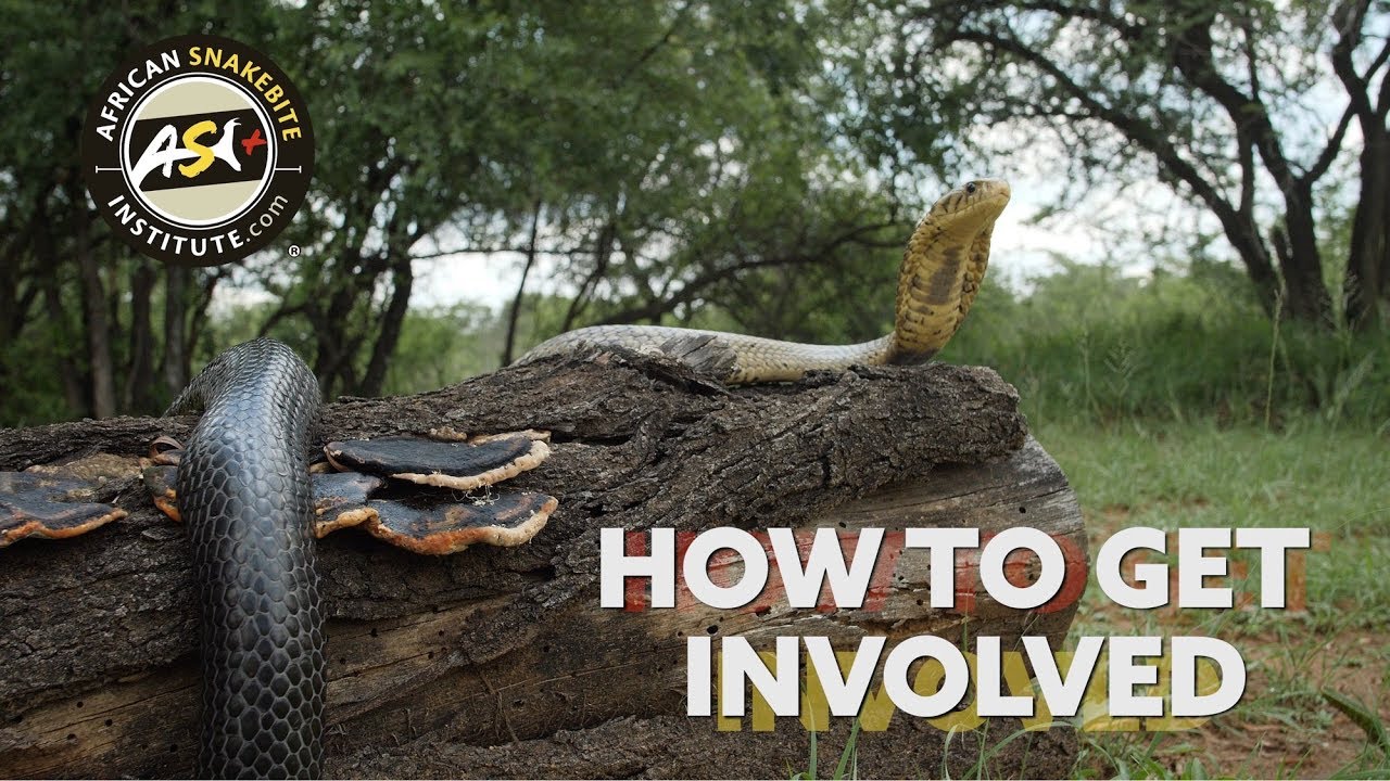 How To - Get Involved with Snake Conservation