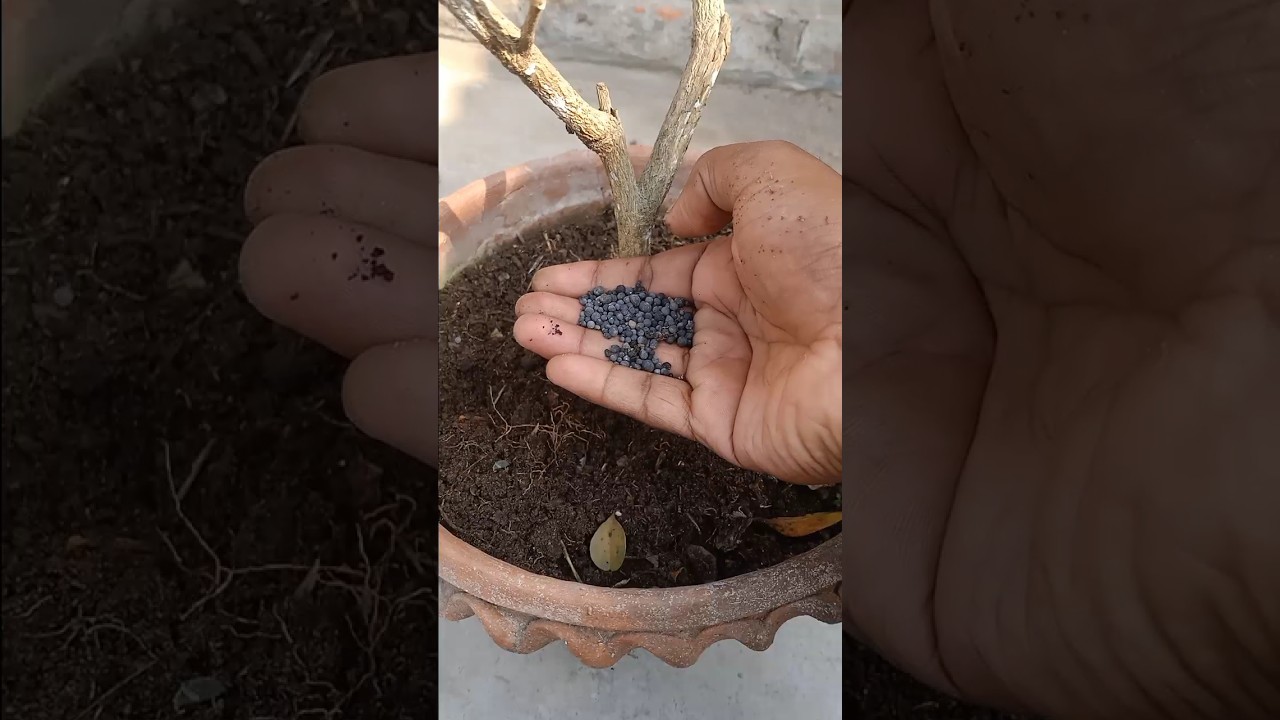 How To Apply Fertilizer to Your Plants in Pot.#shorts