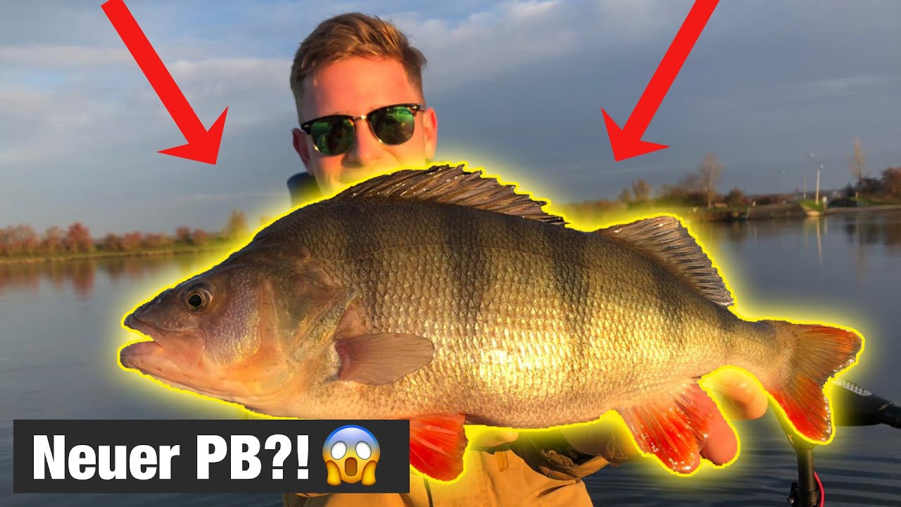 MEIN neuer BARSCH PB!!! l Barschangeln in Holland