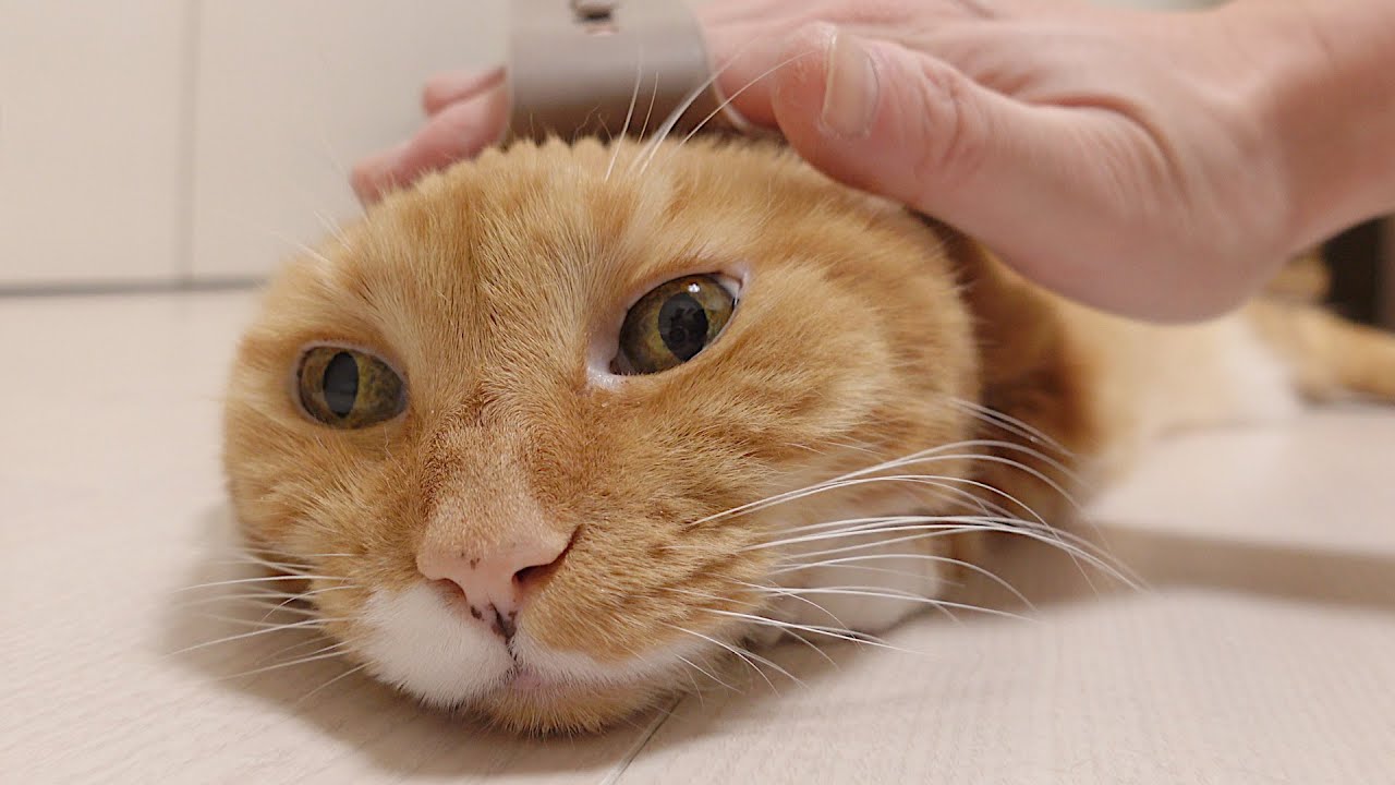 ペッタンコになってゴロゴロ言いながらブラシをされる猫。