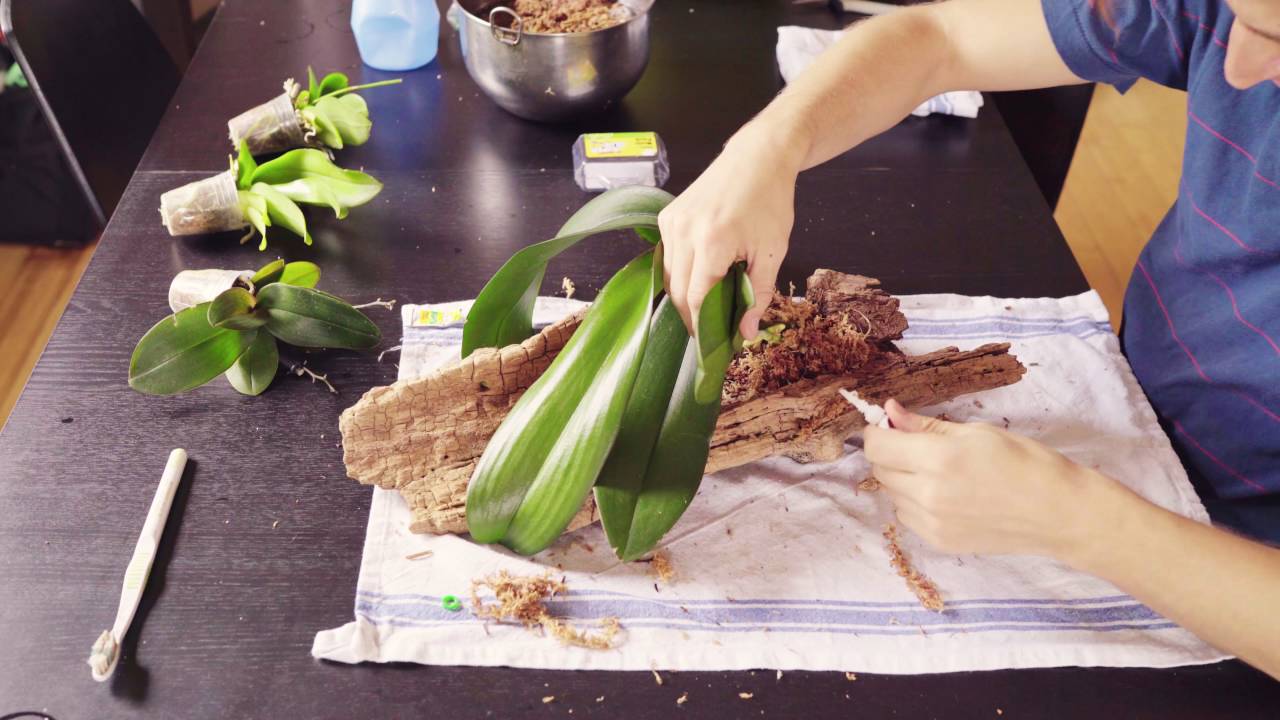 DIY - Orchid Mounting on Wood Without Wire (Phalaenopsis - Moth Orchid)